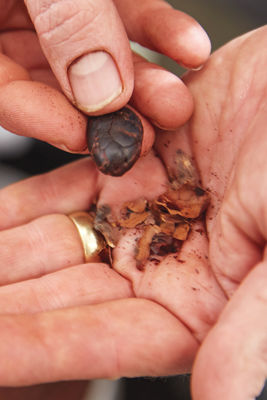 Volo Chocolate: The Sweet Life